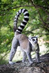 Lemur standing on the stone with the tongue watching with big eyes and with tail upward