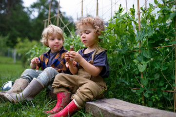 Fototapeta premium Portrait of two small children in vegetable garden, sustainable lifestyle.