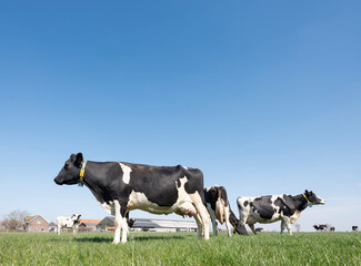 black and white spotted cows in green meadow near farm in dutch province of zeeland