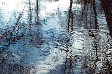 duck swims in the lake, trees are reflected in the water