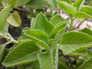 jinten leaf (Coleus amboinicus) in tropical nature borneo