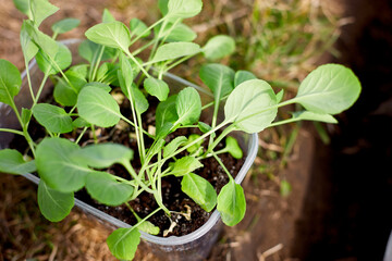 Cabbage seedlings on the potting bench, working on farm