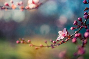 Spring border or background art template with spring pink blossom. Beautiful nature scene with...