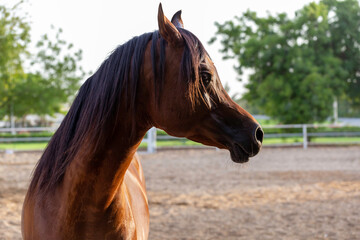 portrait of a horse