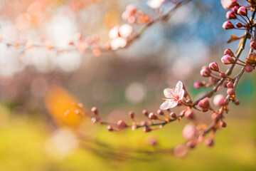 Spring countryside, romantic flowers landscape. Closeup soft blooming pink floral abstract texture design. Macro flowers, springtime nature. Sun rays, beams spring card. Idyllic cherry blossom