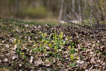 Cowslip at the edge of the castle pond of Unterwittelsbach Castle