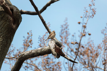 an adult female house sparrow with beige, brown and gray feathers, perched on a knarled tree branch looking stright at the camera, framed by a blue sky and brown leaves