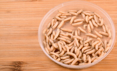 White fly larvae, maggots , close-up. Bait for anglers