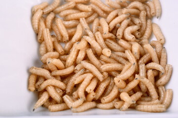 White fly larvae, maggots , close-up. Bait for anglers