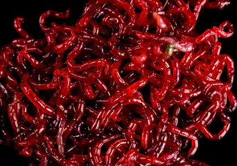 Red bloodworm close-up on black background