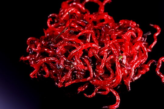 Red bloodworm close-up on black background