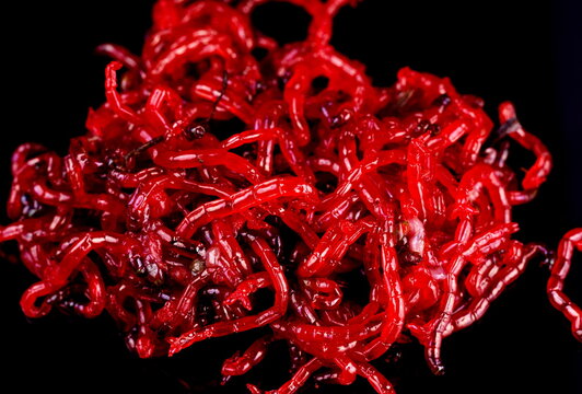 Red bloodworm close-up on black background