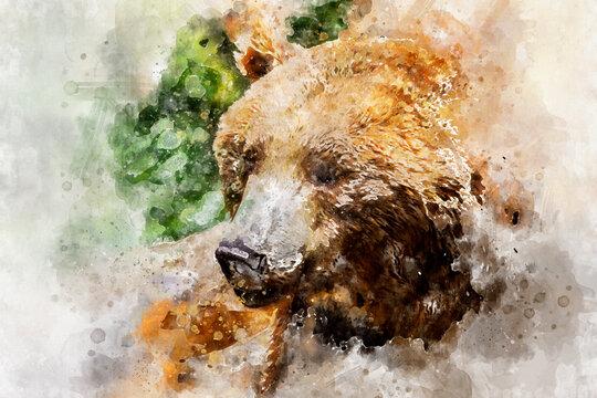 watercolor, brown bear, majestic and powerful animal