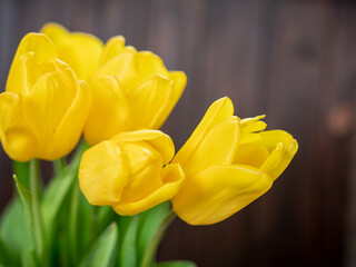 Beautiful yellow tulips close up