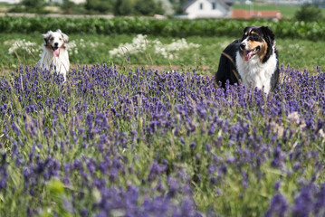 Australian Shepherd sheepdogs romping around in the purple lavender field