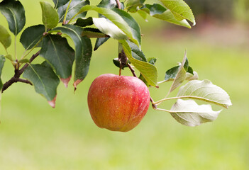Red apple in a tree during autumn