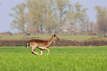 Fallow deers running on grass field