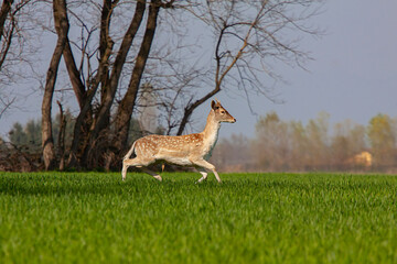 Fallow deers running on grass field