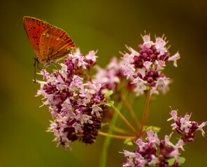 Obraz premium motyl i kwiat