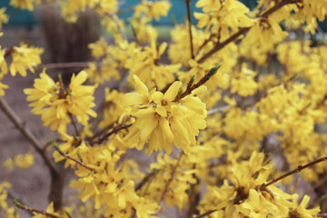 Yellow blooming Forsythia flowers in spring close up. It is an ornamental deciduous shrub of garden origin. Border forsythia is an ornamental deciduous shrub of garden origin.              