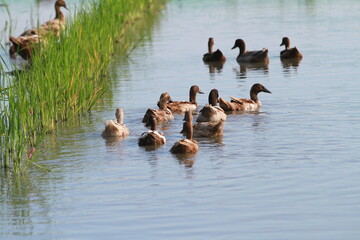 ducks swim on the lake