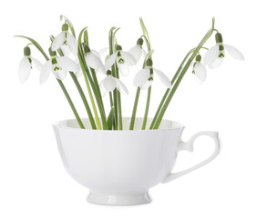Beautiful snowdrops in cup isolated on white. Spring flowers
