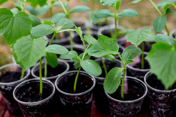 Box with seedlings of cucumber vegetables, working on farm