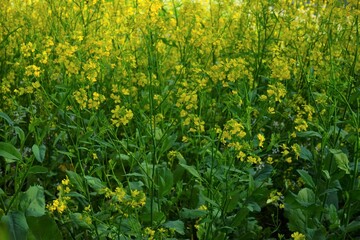 Yellow canola flower (rape blossoms) during spring.  - 黄色い花 菜の花