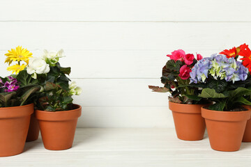 Different beautiful blooming plants in flower pots on white wooden table, space for text