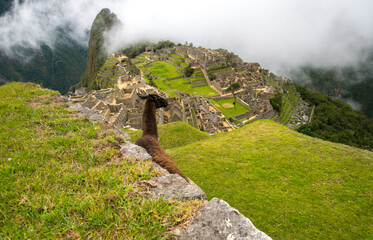 Lama looking on ancient town ruins in fog in Peru mountains 