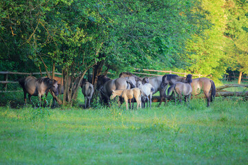 herd of horses in the meadow under the spring trees  © uranos1980