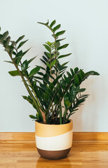 Close up of Zamioculcas in handmade flowerpot. Modern clay flowerpot in three colors with green houseplant standing inside house
