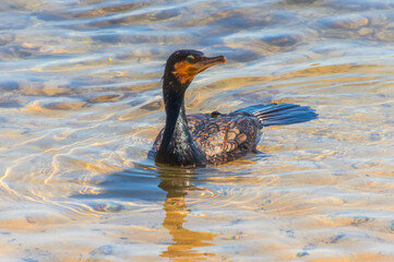 Great Cormorant in the shallow water of the bay