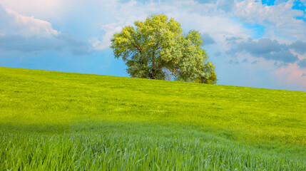 Beautiful landscape with lone tree stands in a green field.