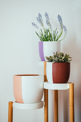 Close up photo of modern multi colored flowerpots on plant stand at home. Three different beautiful handmade clay pots with flowers in living room with copy space