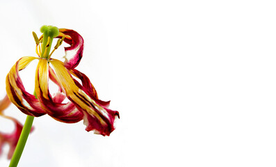 Obraz na płótnie Canvas Verwelkte Tulpen, Frühlingsblumen, spring, flower, Close up, white, widescreen background, Flat lay, top view