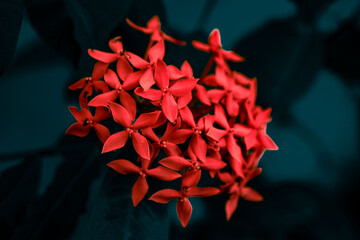 red flower petals