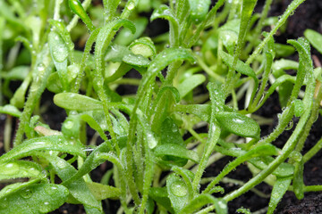 Fototapeta na wymiar Small sprouts of plants