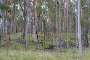 Gum Trees near Kingaroy. Trunks are pink, grey and white coloured with green grass and leaves.