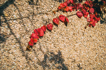 red autumn leaves of parthenocissus climbing up the wall