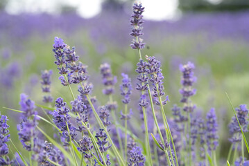 Purple lavender flowers with green and purple bokeh background