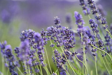 Naklejka premium Purple lavender flowers with green and purple bokeh background