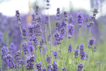 Purple lavender flowers with green and purple bokeh background