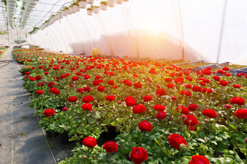 Industrial growth of pink roses in a Dutch greenhouse