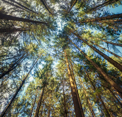 Towering trees creating a nice forest background with blue sky on a sunny day