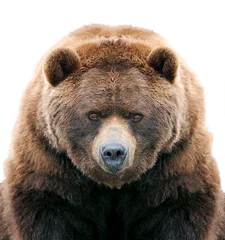 Foto op Canvas brown bear isolated © Matteo