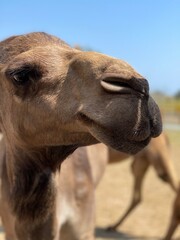 Fototapeta premium portrait of a camel