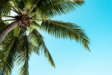 Fototapeta na wymiar Blue sky with clouds, palm leaves frame. Place for text. Coconut palms, green palm branches against the blue sky