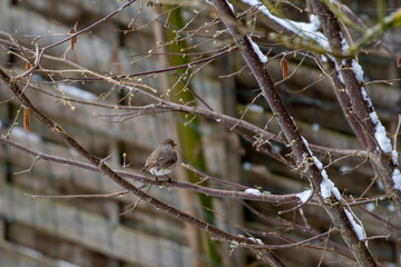 robin on a snowy branch in April