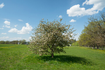 Fototapeta na wymiar Blütenbaum in freier Natur